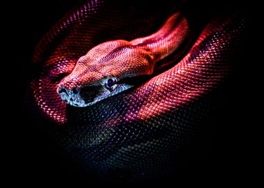 Red Snake