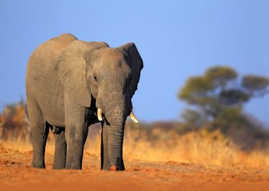 Wildlife Landscape Road Sa