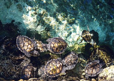 Family of turtle