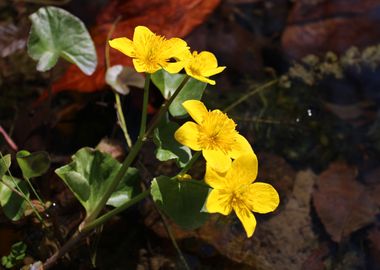 Yellow pond flowers