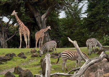 Giraffes and Zebras in Zoo