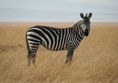 Zebra Animal in the field