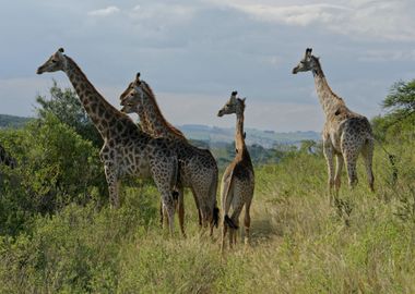 Giraffes Animals by Nature