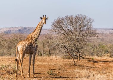 Giraffe Animal by Nature