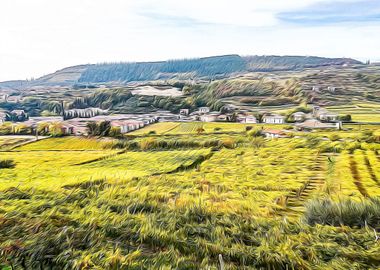 Vineyards in Italy