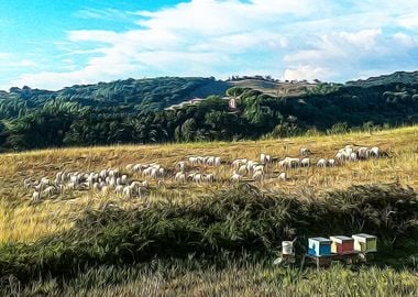 Sheeps in the countryside 