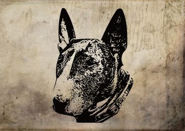 English Bull Terrier