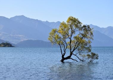 Tree in Water Nature