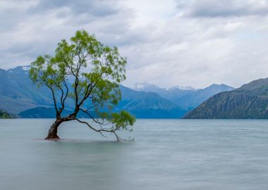 Tree in the Lake Mountains