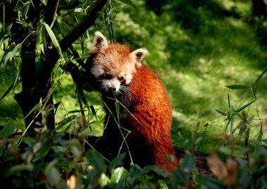 Red panda