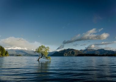 Tree in Water Mountains