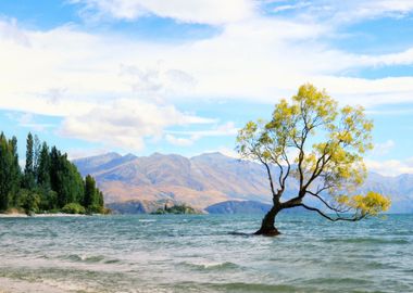 Wanaka Tree New Zealand