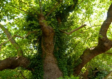 Ancient Branches Foliage G