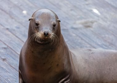 Sea Lion