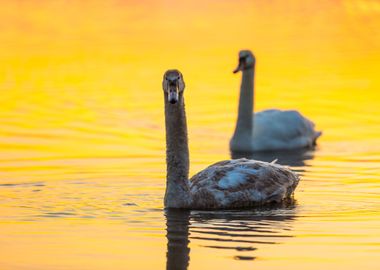 Sunrise Reflection Nature 