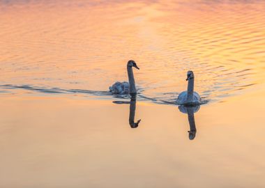 Sunrise Reflection Nature 