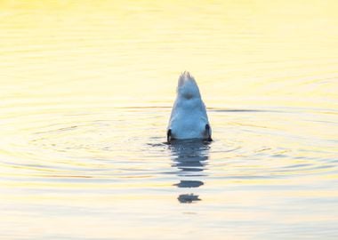 Sunrise Reflection Nature 