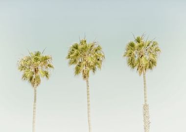 Vintage Palm Trees 