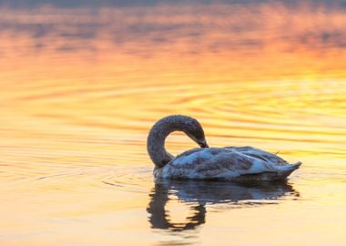 Sunrise Reflection Nature 