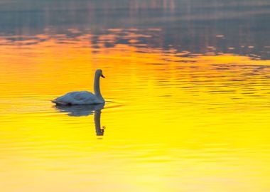 Sunrise Reflection Nature 