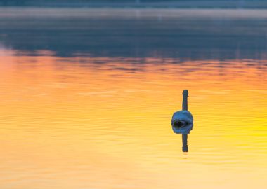 Sunrise Reflection Nature 