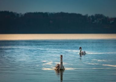 Nature Landscape Lake Twil