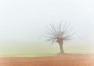 Thick fog in the Po valley