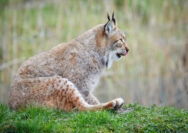 Lynx sitting on green gras