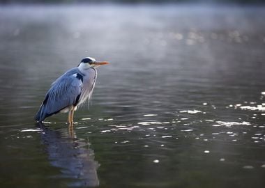 Heron in foggy water