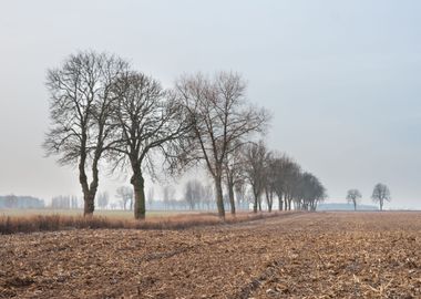 Ground Fog Soil Foggy Agri