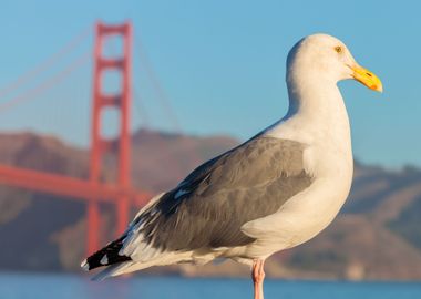 Gull and the City