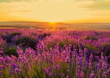 Lavender field at sunset