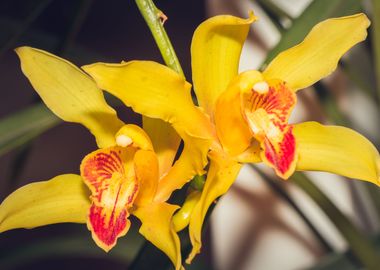 Yellow Orchid blossoming