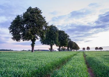 Land Nature Meadow Sky Gre