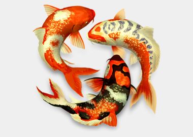 Koi fish