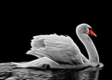 Graceful Swan