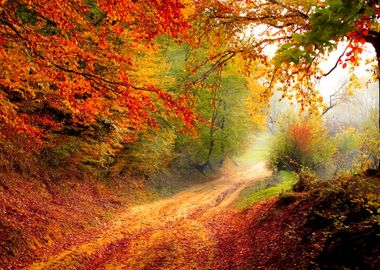 Colorful Forest