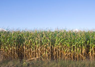 Corn Field Farmland Harves