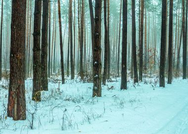 Cold Country Countryside F