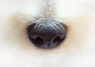 cute dog puppy nose