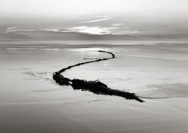 Abandoned seaside snake