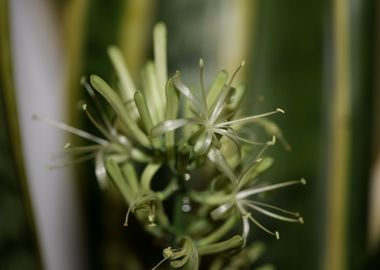 Dracaena trifasciata