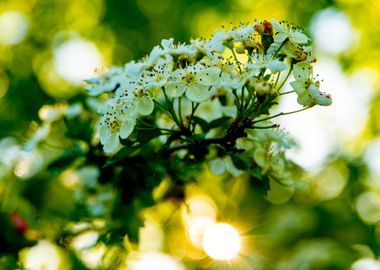 Sun and flowers