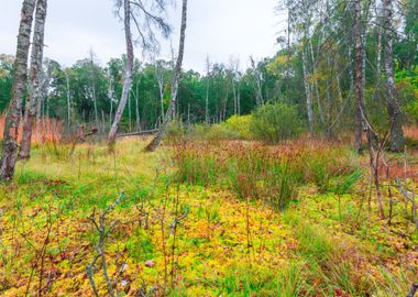 Marsh Poland Swamp Forest 