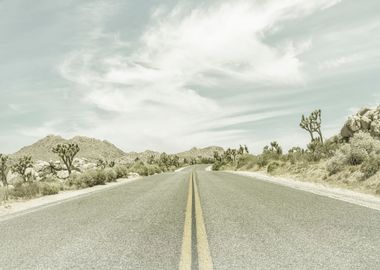 Highway and Joshua Trees