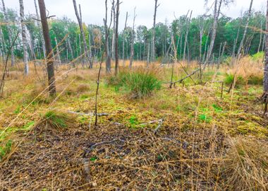 Marsh Poland Swamp Forest 