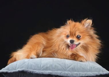 Happy Pomeranian