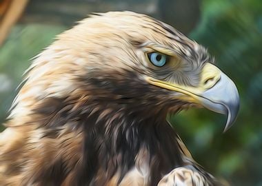 Golden Eagle