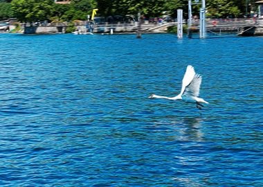 Lake Maggiore