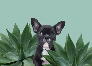 French Bulldog Agave Leaf